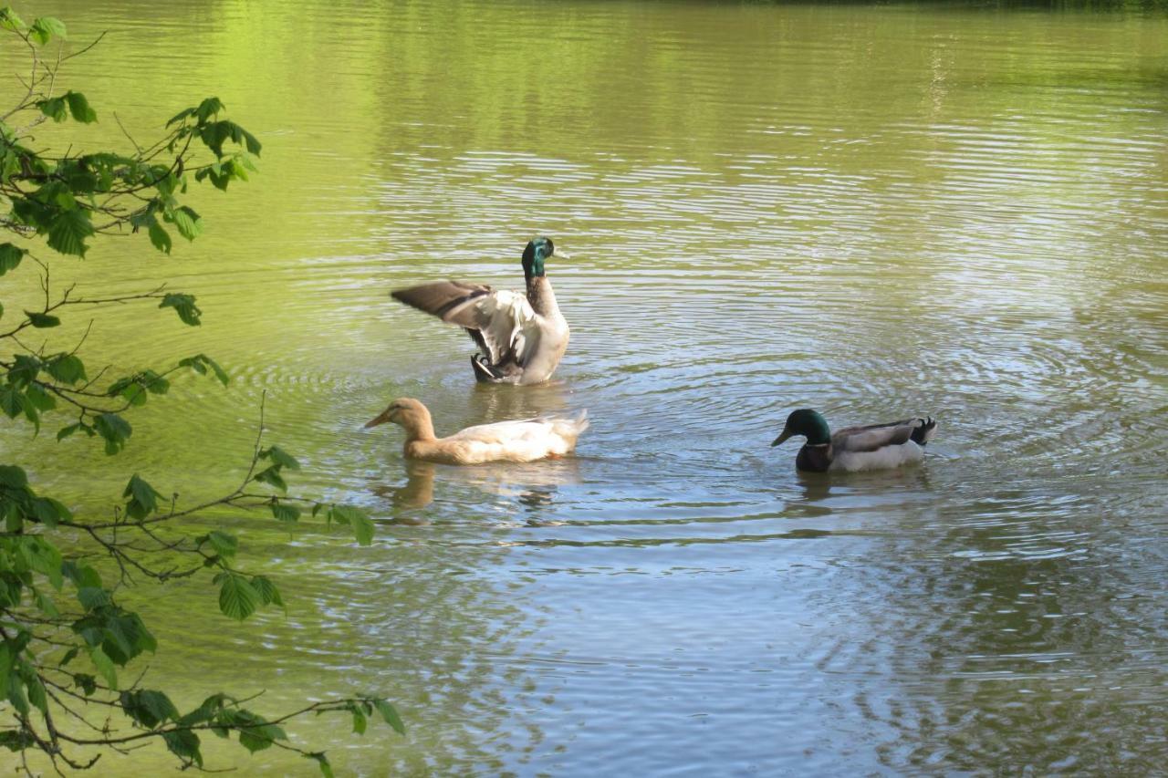 Bed and Breakfast Le Moulin Calme Luceau Екстер'єр фото
